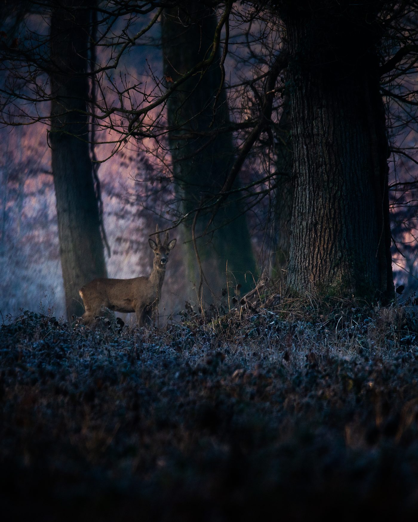 Brocard photographié au crépuscule en forêt de Guînes, mars 2021